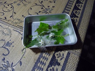 からすうりの花2.jpg