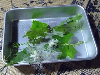 karasuuri hana.jpg